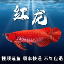 印尼红龙鱼活鱼过背金龙赛级辣椒赤血龙鱼幼苗大型观赏鱼
