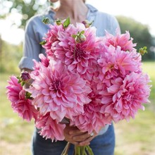 大丽花种球四季花卉盆栽室内外地栽大丽菊地瓜花重瓣球根耐寒植物
