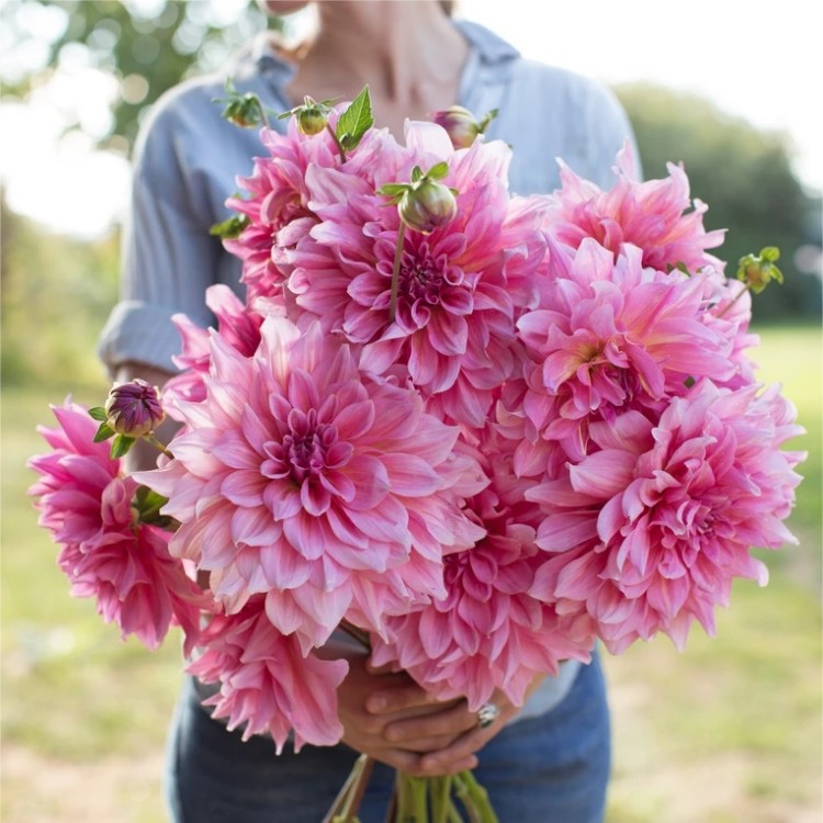 大丽花种球四季花卉盆栽室内外地栽大丽菊地瓜花重瓣球根耐寒植物