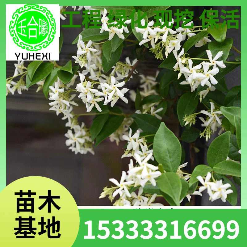 Ветряная мельница, жасмин, вьющаяся лоза в горшке, серебряный жасмин, двор, балкон, уличная, вечнозеленая, ароматная, морозостойкая, вьющаяся лоза.