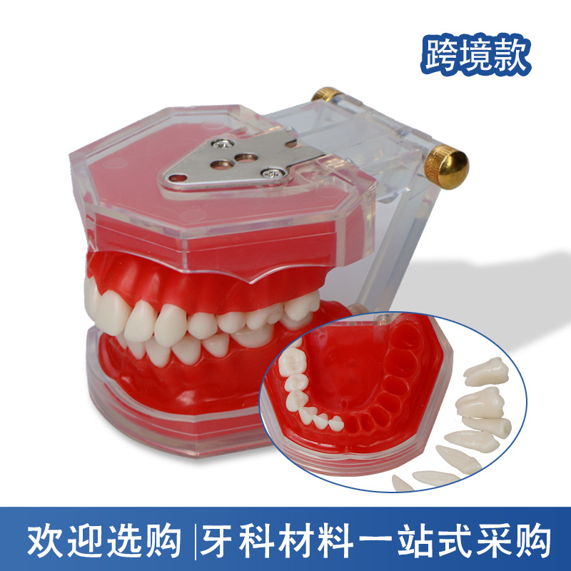 Modelo de práctica extraíble para la enseñanza oral de dientes dentales