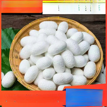 广西双宫茧抽丝手工桑蚕丝棉兜原料竹弓竹撑开茧开茧春蚕茧