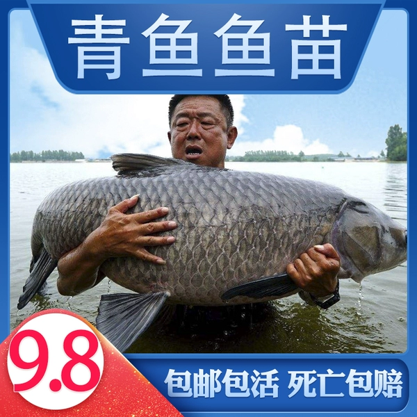 Get 10% off for 5 extra large 18-22 cm herring fry. Selected items* delivered to your home* with loss prevention included.