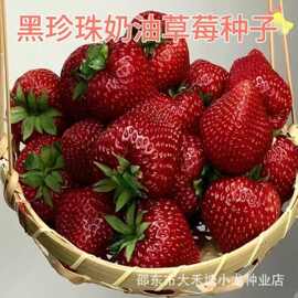 新品黑珍珠草莓种子苗奶油草莓秧四季结果盆栽南北方种植黑草莓种