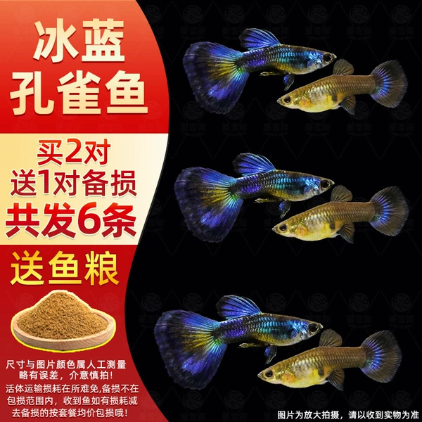 2 pairs of ice blue peacocks + 1 pair for loss, free fish food