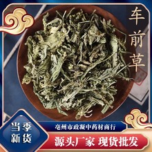 车前草 泡茶整株全草新鲜 干泡水中药材清火舌草