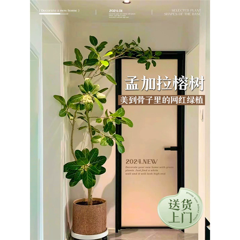 Модное горшечное растение бенгальской инжира для гостиной, большое комнатное золотое инжирное альпийское инжирное дерево, настоящий цветок для процветания украшения дома.