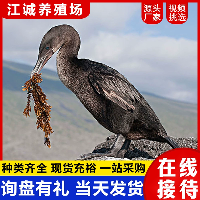 Продаются рыболовные орлы для живописных мест, база по ловле и дрессировке рыболовных орлов, сколько стоит саженец рыболовного орла?