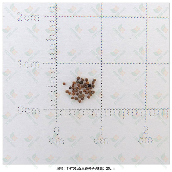 Baili fragrant seeds aromatic plant flower seeds pot planting seeds