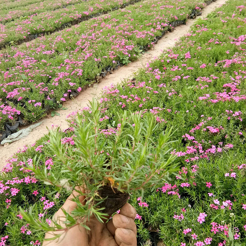 宿根花卉芝樱基地直发丛生福禄考宿根花海植物福禄考公园庭院观赏 种苗花卉网