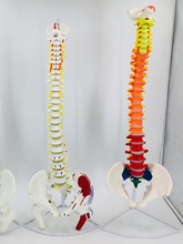人體脊柱模型1:1成人醫學正骨練習骨骼模型頸椎腰椎脊椎骨架模型