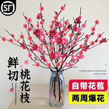 鲜桃花枝带花苞水培植物室内花卉绿植物珍珠李遇水开花桃花枝批发