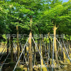 广东普宁名贵树海南黄花梨树绿化苗木假植苗乔木灌木风景树行道树