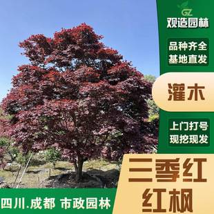 Three-Season Red Maple Saplings Sichuan Landscaping House Courtyard Plants Bonsai Ground Planting Cold-Resistant Ornamental Landscape Trees