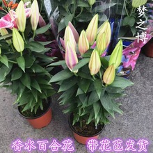 香水百合花盆栽苗带花苞水培室内客厅办公室阳台四季好养植物花卉