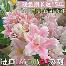 进口香水百合花种球盆栽花卉绿植物室内四季开花苗易活花种子水培