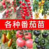 Four Seasons Vegetable seedlings, tomato seedlings small seedlings, spring planting seedlings, pepper tomato eggplant strawberry seedlings, wholesale