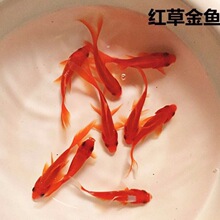 �^�p�~���~�д��Ͳݻ��~�t����ʳ���~�\���~��ˮ������~С����վ