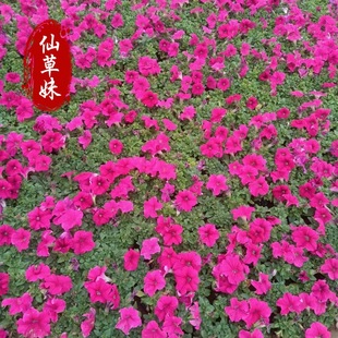 Petunia Seeds Are Easy to Live in All Seasons, Morning Glory Climbing Plants, Balcony Outdoor Courtyard Double-Petaled Million Small Bell Flowers