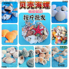 配件贝壳螺水族馆一斤漂流瓶贝造影微景观星小毛家居瓶鱼缸