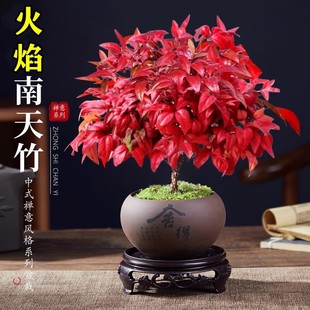 ���������������^�~С�辰���B�׻��ͺ��Gֲ���������U��΢���^