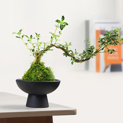 中国式六月雪文竹菖蒲球陶磁器植木鉢造景客間デスクトップレトロ禅意剣山生け花器