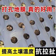 打孔黑地膜塑料薄膜除草保湿蔬菜药材羊肚菌中药种植专用免打孔膜