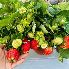 �¿����Ͳ�ݮ���Ա�����B���挍�̨ͥԺ���B�ͺ�������Ȥ����