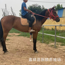 训过马匹骑乘马价格 阿拉伯马哪一种马漂亮 哪里有骑乘马养殖场