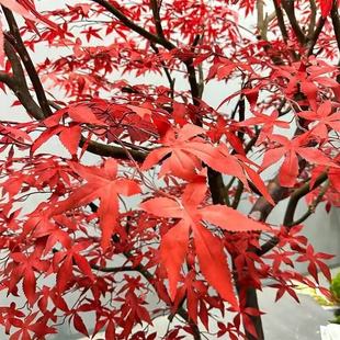 �t���������҃�����ش��;��^��ʽͥԺ�쾰�b�ɽˮ�ɾ��¿�