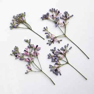 Neem Tree Flower Branches, Dried Flowers, Embossed Plant Specimens, Glue Jewelry, Embossed Bookmarks, Photo Frames, Leaf Paintings, DIY Materials