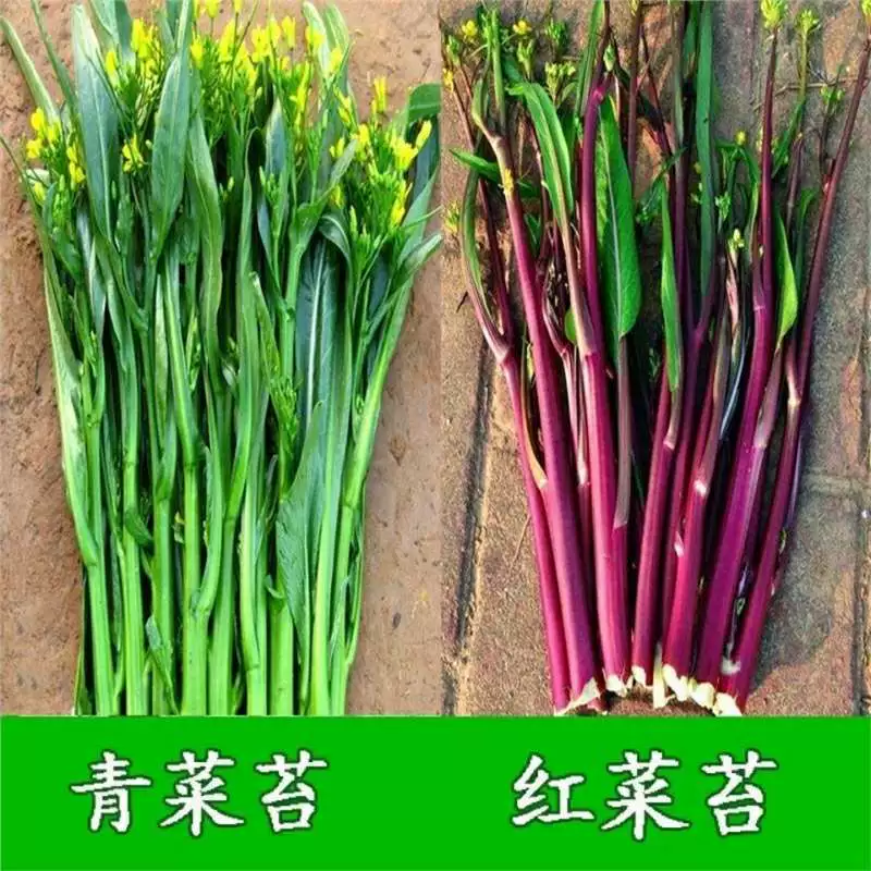 Четыре сезона ивовая капуста сердце семена мха семена красного мха двор свежие овощи семена овощных культур семена