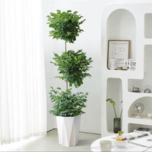 三层幸福树盆栽植物办公室内客厅吸甲醛公司绿植大型乔迁送礼绿宝