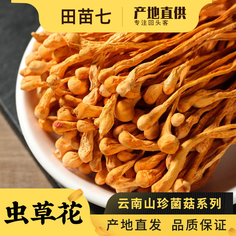 虫草花蛹虫金虫草花大孢子头菌菇滋干煲汤火锅食材云南菌菇