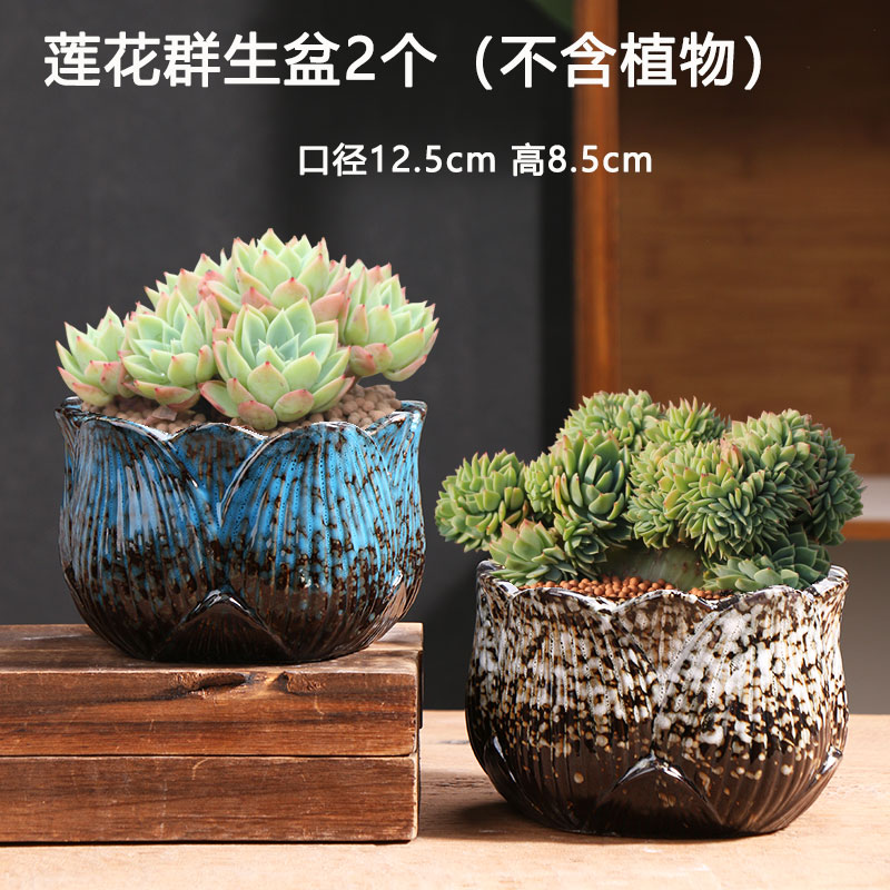 2개의 연꽃 그룹