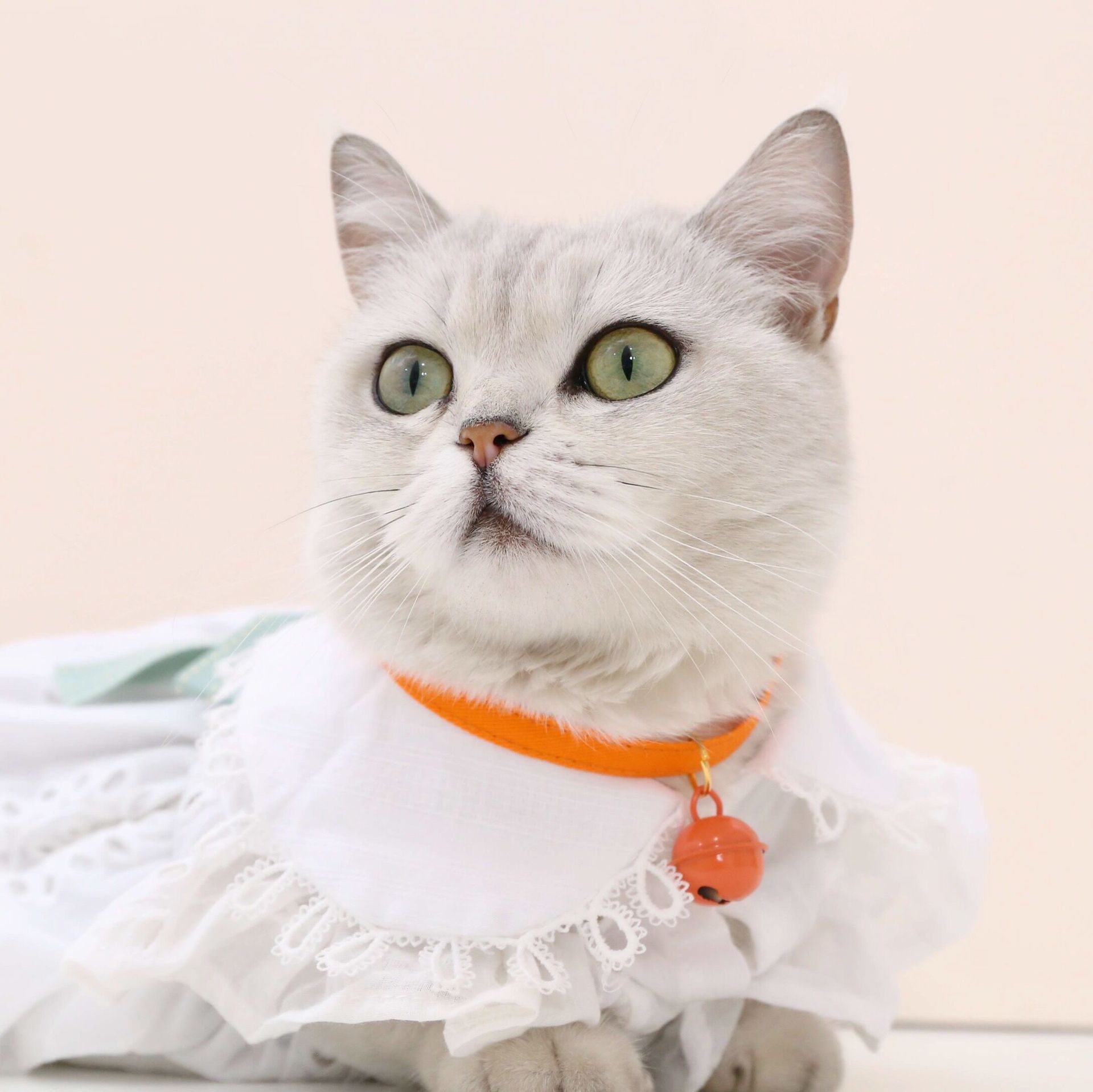 寵物牛仔純色彩色鈴鐺可調節項圈貓咪狗柴犬七彩項鍊萬聖節生日