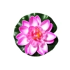 067#Dark pink