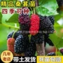桑葚果树苗