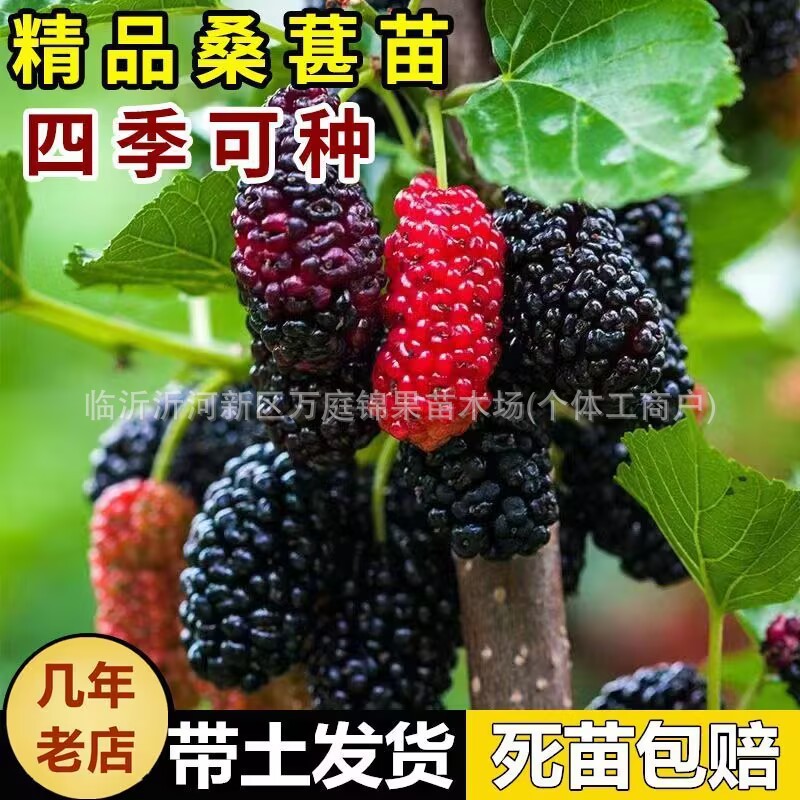 桑树苗当年结果桑葚树苗果树苗树桑树苗当年结果桑葚树苗果树