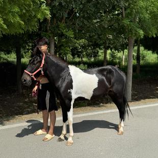 ����С���R���ۻ��w���_�R�r�������л��س����L������Rƥ�R�r��