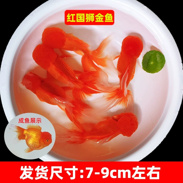 High-quality red national lion 7-9cm 3 pieces + fish food