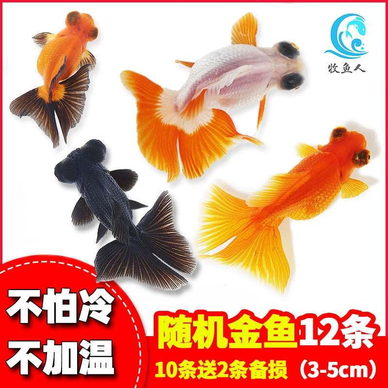Pack of goldfish ornamental fish small freshwater easy care coldwater fry beginner baby goldfish ranchu koi