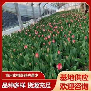Base Wholesale Cold-Resistant Indoor and Outdoor Plants Potted Tulips Living Room Green Plants Florals Balcony Tulips