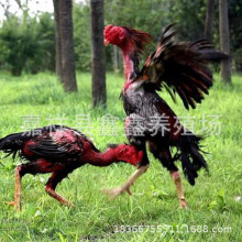 斗鸡厂家 养殖场出售脱温斗鸡苗改良斗鸡价格 越南泰国纯种斗鸡苗