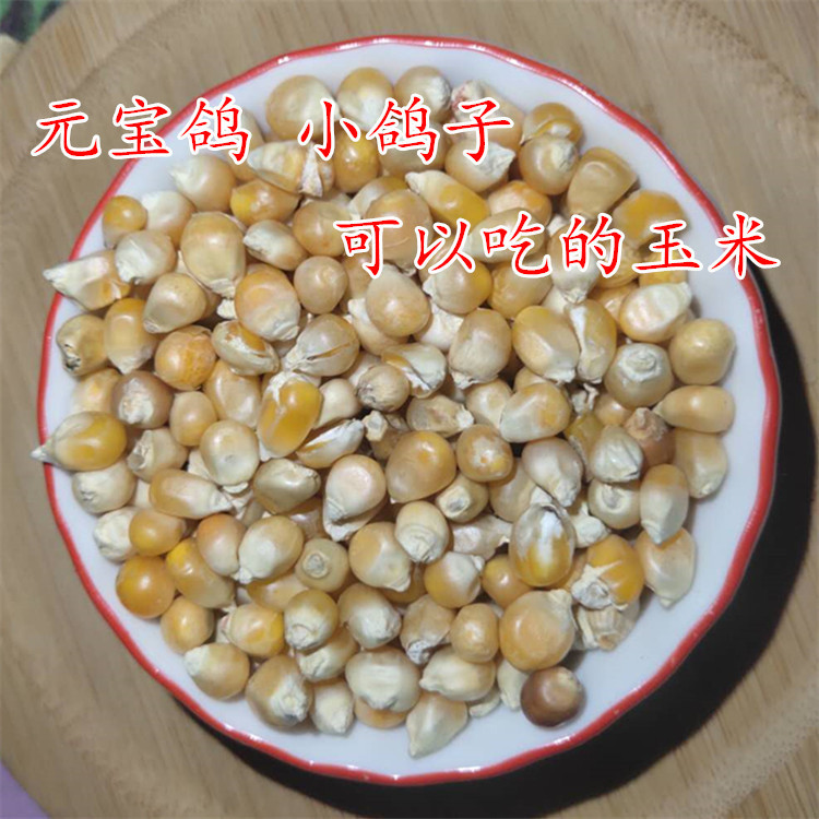 24年新東北大トウモロコシ粒10斤は鶏鴨ハトの食糧に釣りをして新しい穀物の乾燥トウモロコシ粒ハトの食糧を作った|undefined