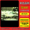 Snowball Shrimp [15 pcs] 10 pcs, 5 will be given as a spare, and 10 will be given as a spare.