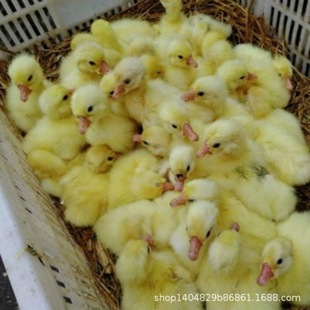 �������Z��������Ó�������Z����w�����Z��r�������Z�����