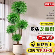 ��Ѫ�������҃���ؾGֲ���Ϙ����^��횘�͏d����ȩ�ļ������辰