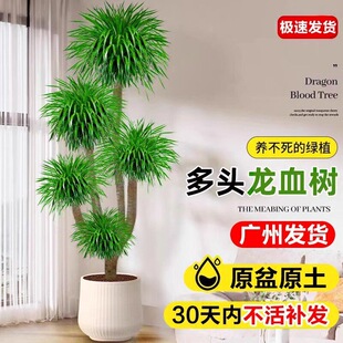 ��Ѫ�������҃���ؾGֲ���Ϙ����^��횘�͏d����ȩ�ļ������辰