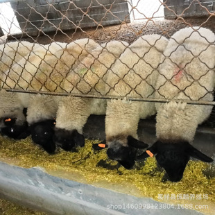 �_���ˑ���ĸ���Bֳ ������������ �^̥�����_����